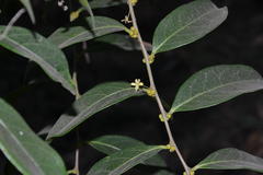 Glochidion ellipticum